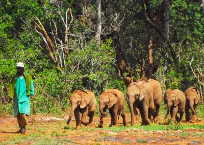 Nairobi Kenia Sehenswürdigkeiten Highlights für einem Tag Reisetipps Hotel Empfehlung: Elefanten Babys im David Sheldrick Wildlife Trust Nairobi