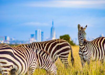 Nairobi Kenia Sehenswürdigkeiten Highlights für einem Tag Reisetipps Hotel Empfehlung: Zebras mit Skyline im Nairobi National Park