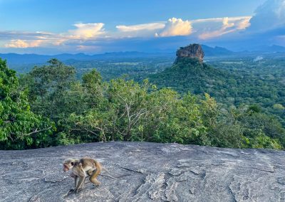 Sri Lanka Reiseroute 3 Wochen Tipps: Blick auf den Löwenfelsen von Sigiriya mit Affe vom Pidurangala Rock