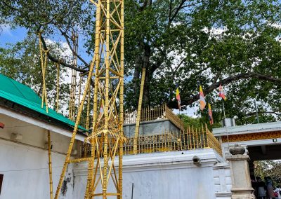 Lebensbaum Jaya Sri Maha Bodhi in Anuradhapura