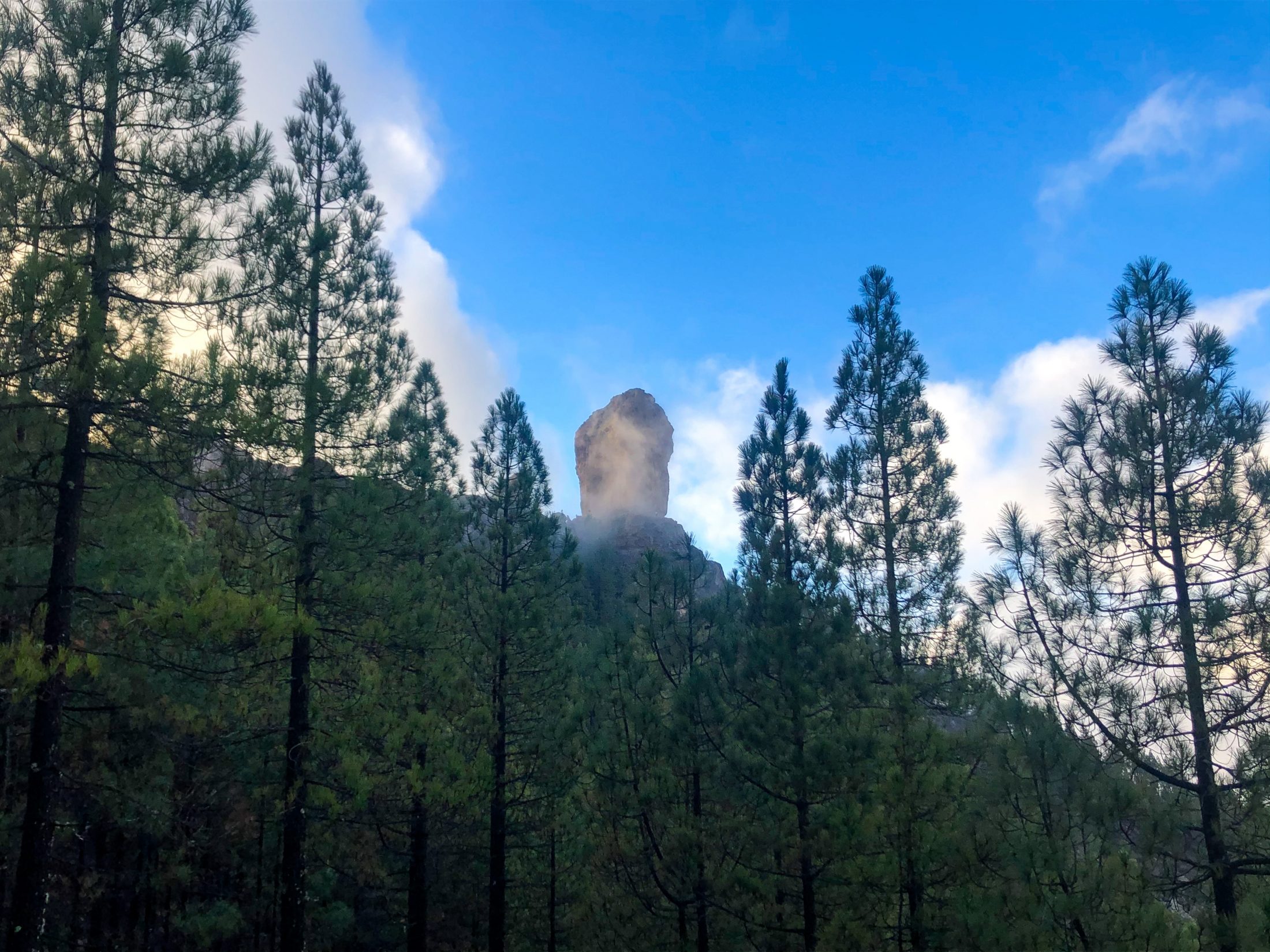 Zum Roque Nublo wandert man durch den Wald von Gran Canaria
