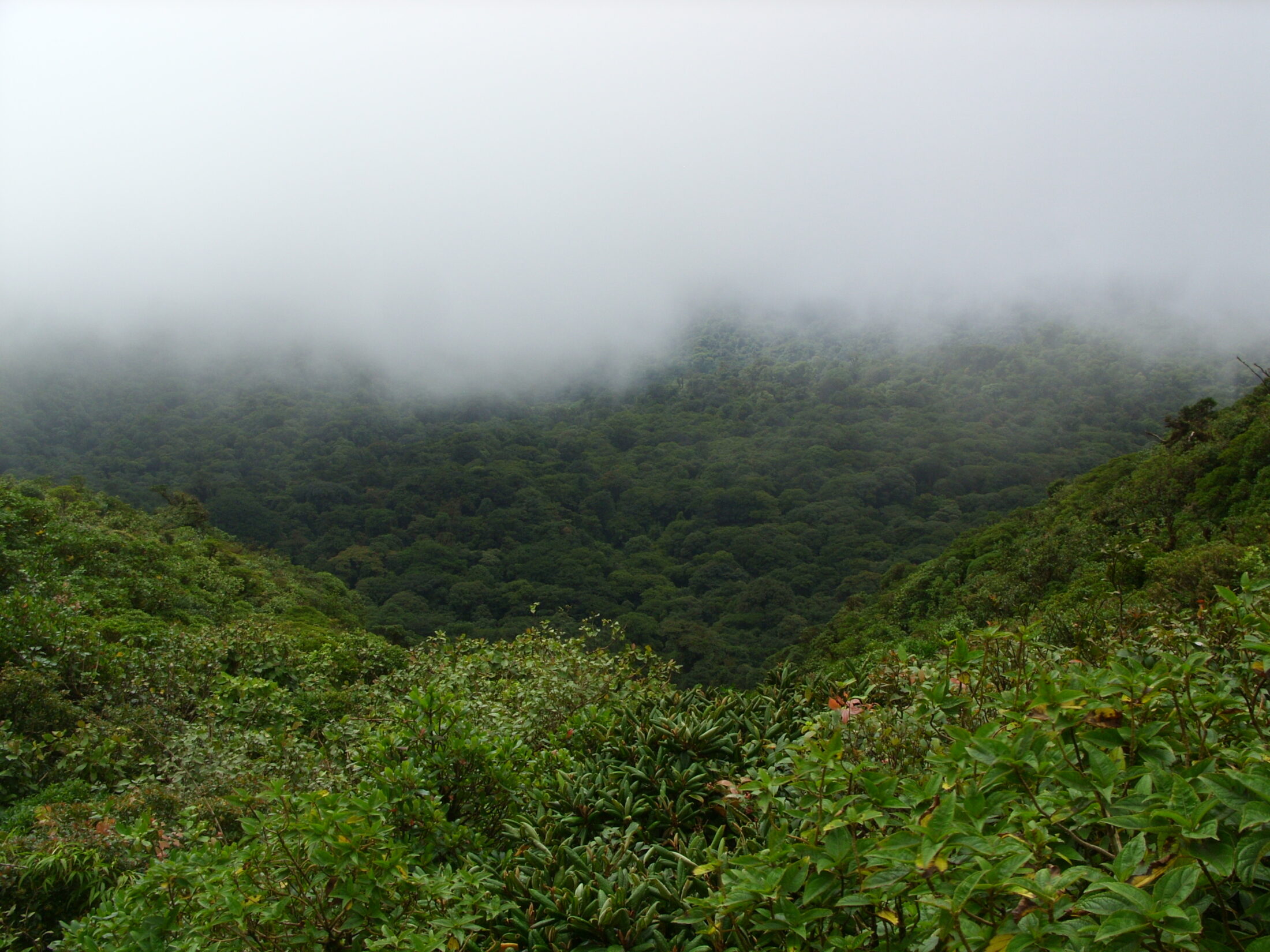 Costa Rica Urlaub Rundreise Route Sehenswürdigkeiten Highlights: Eindrucksvolles Bild, warum der Wald in Monteverde Cloud Forrest heißt