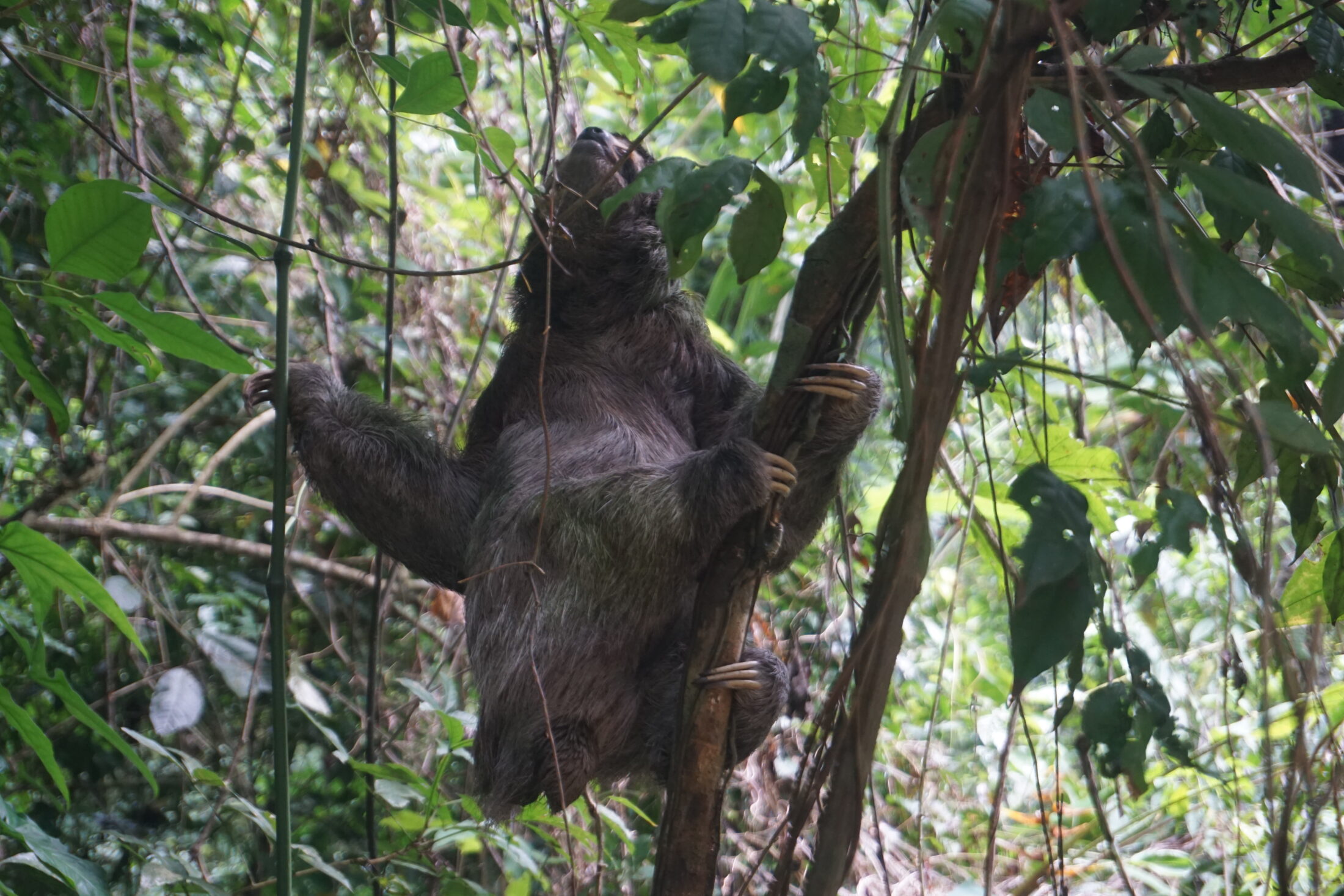 Costa Rica Urlaub Rundreise Route Sehenswürdigkeiten Highlights: Faultier im Regenwald von Costa Rica