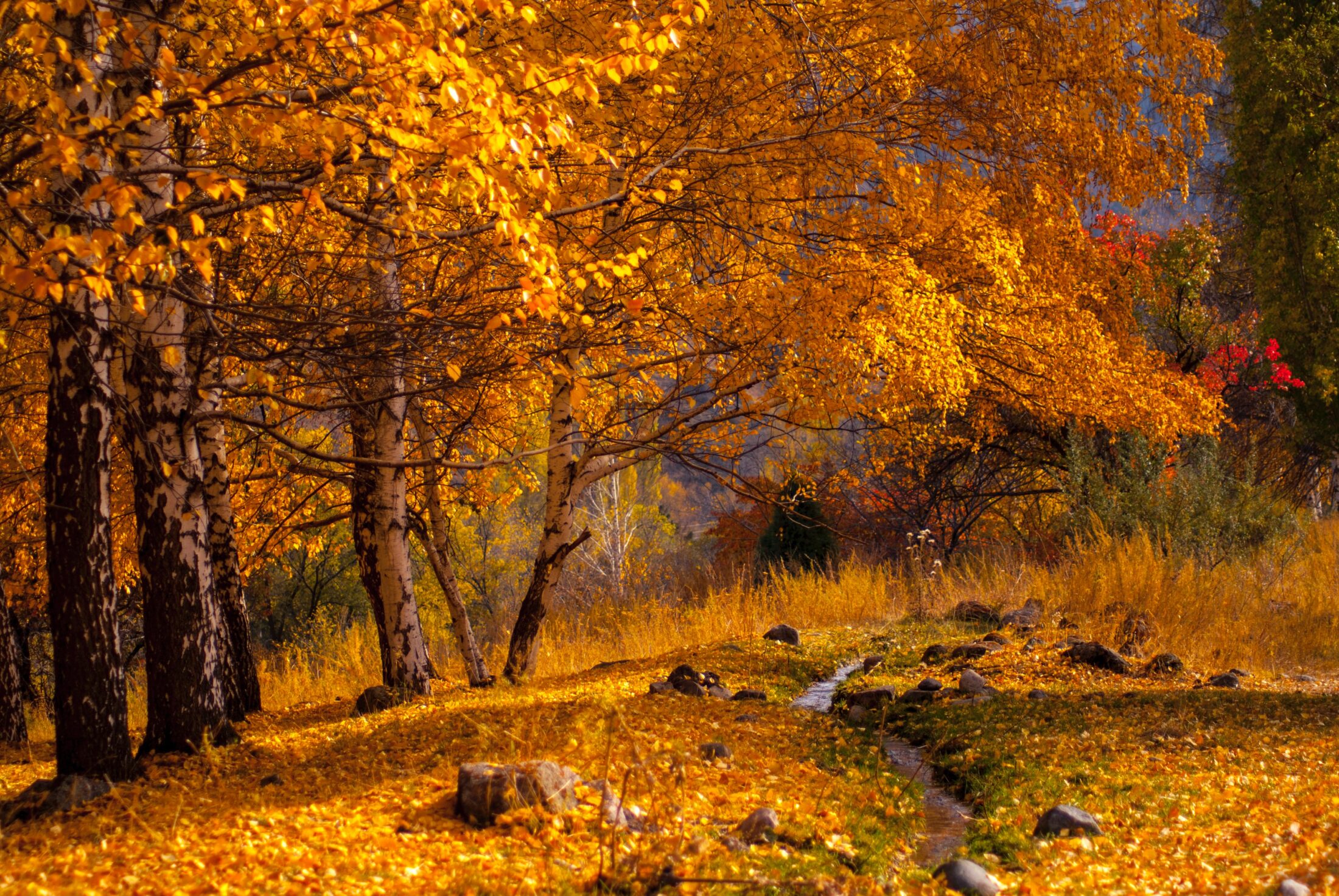 Ala-Artscha-Nationalpark im Herbst