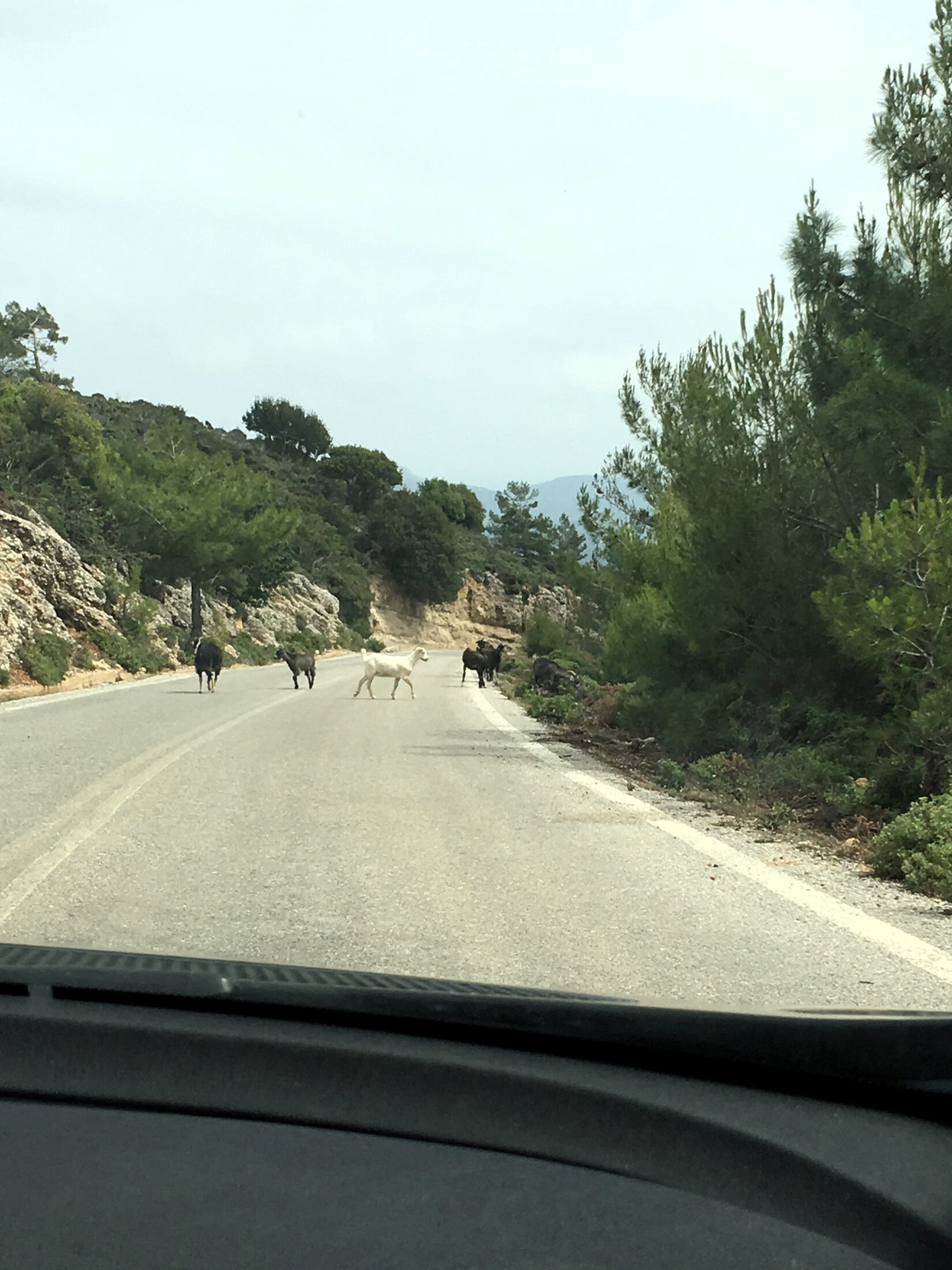 Im Inselinneren kann einem auf Rhodos schonmal eine Herde wilder Ziegen begegnen