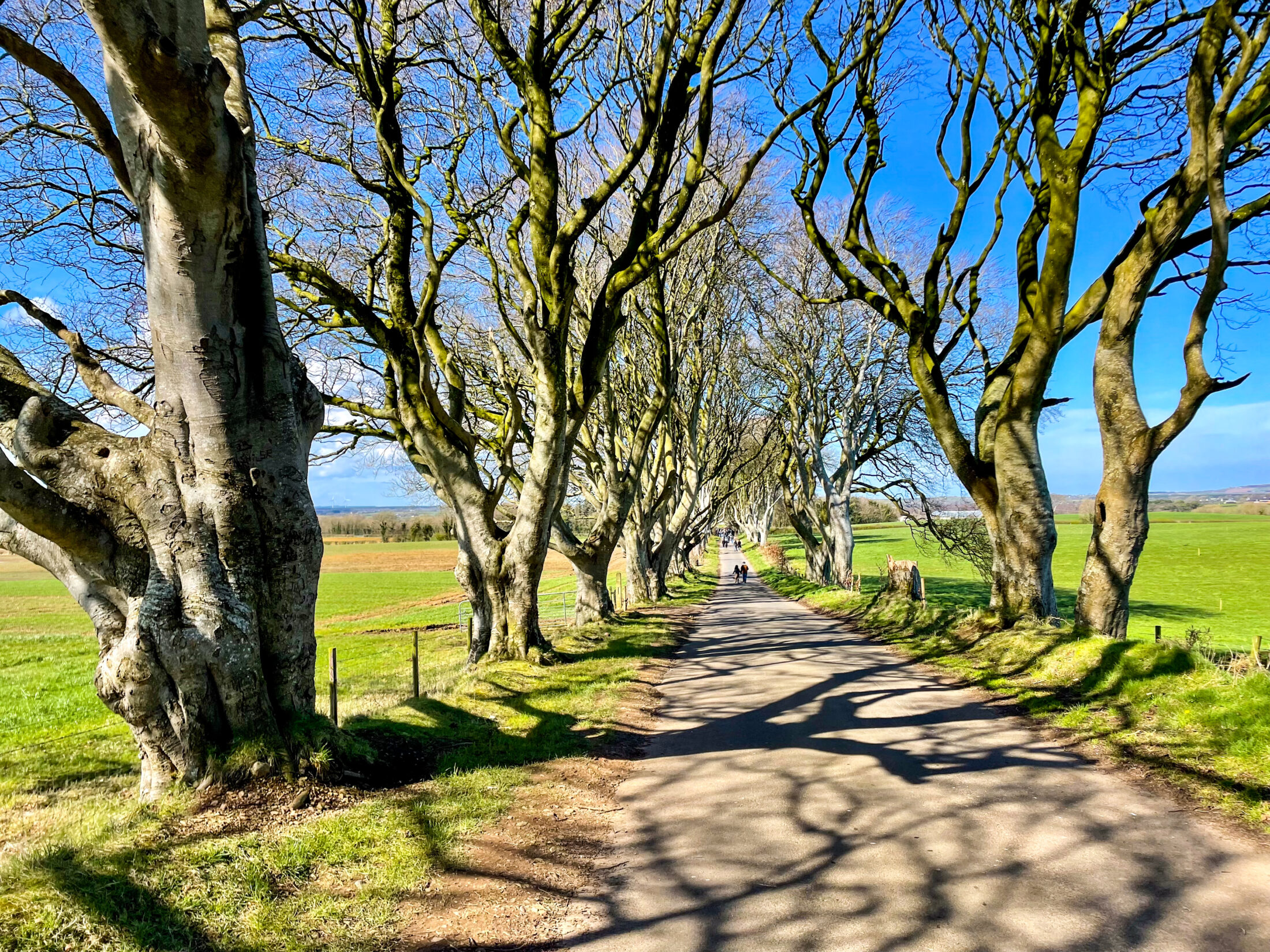 Die Dark Hedges sind ein bekannter Drehort von Game of Thrones
