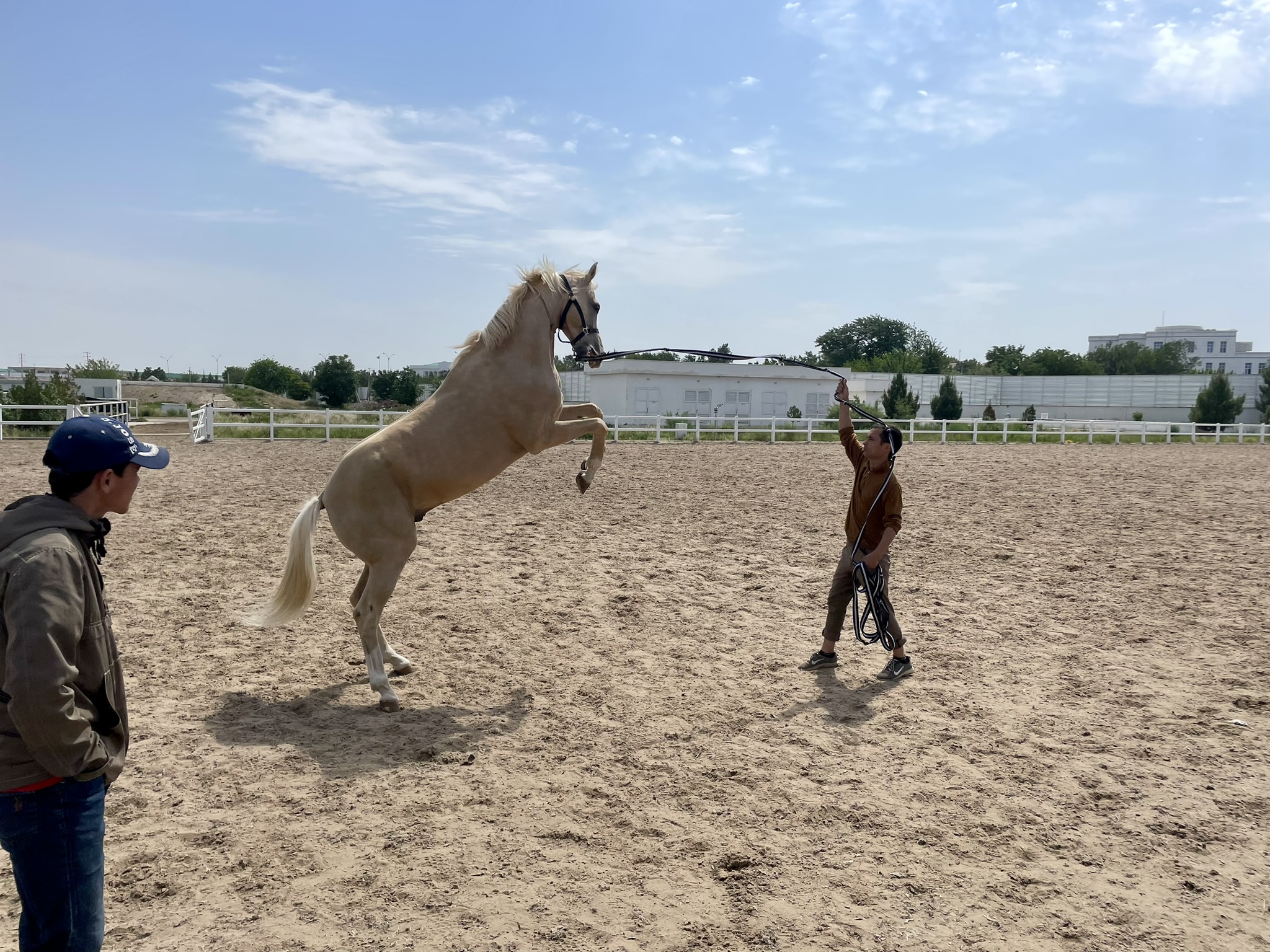 Achal-Tekkiner Pferd im Hippodrom von Ashgabat