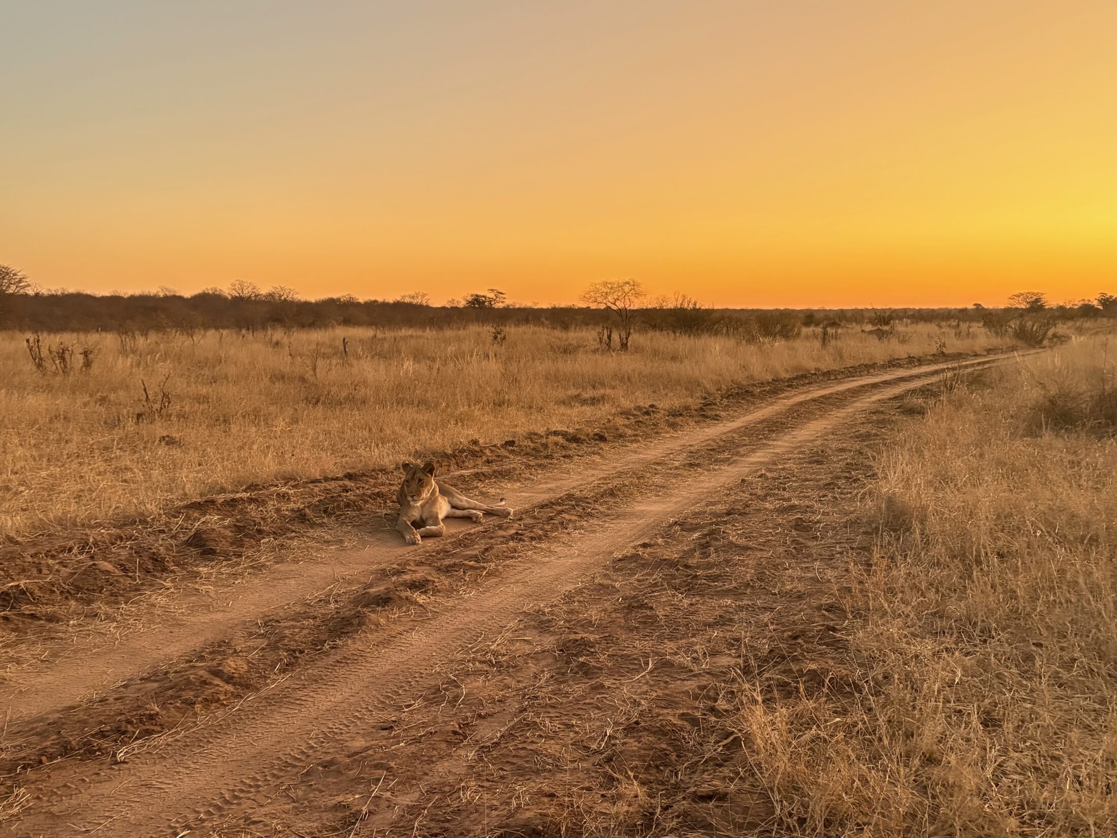 Löwin in der Abenddämmerung im Hwange Nationalpark