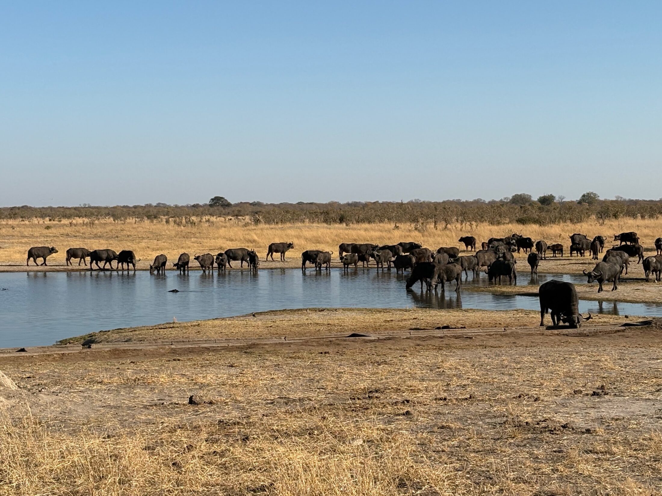 Für eine Safari in Afrika ist Simbabwe ein lohnendes Reiseziel