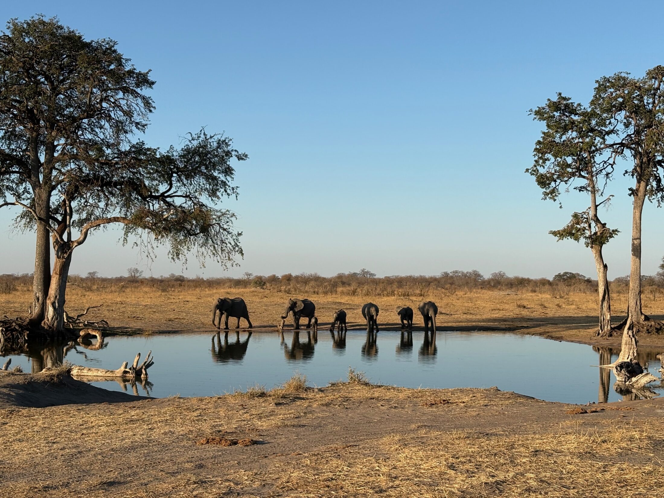 Simbabwe Afrika Safari Highlights: Elefanten Herde an einem Wasserloch im Hwange Nationalpark 