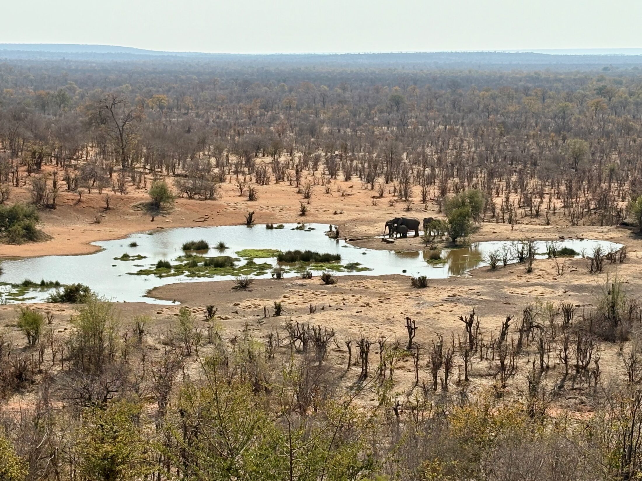 Ausblick aus der Victoria Falls Safari Lodge auf das Wasserloch mit Elefantenherde